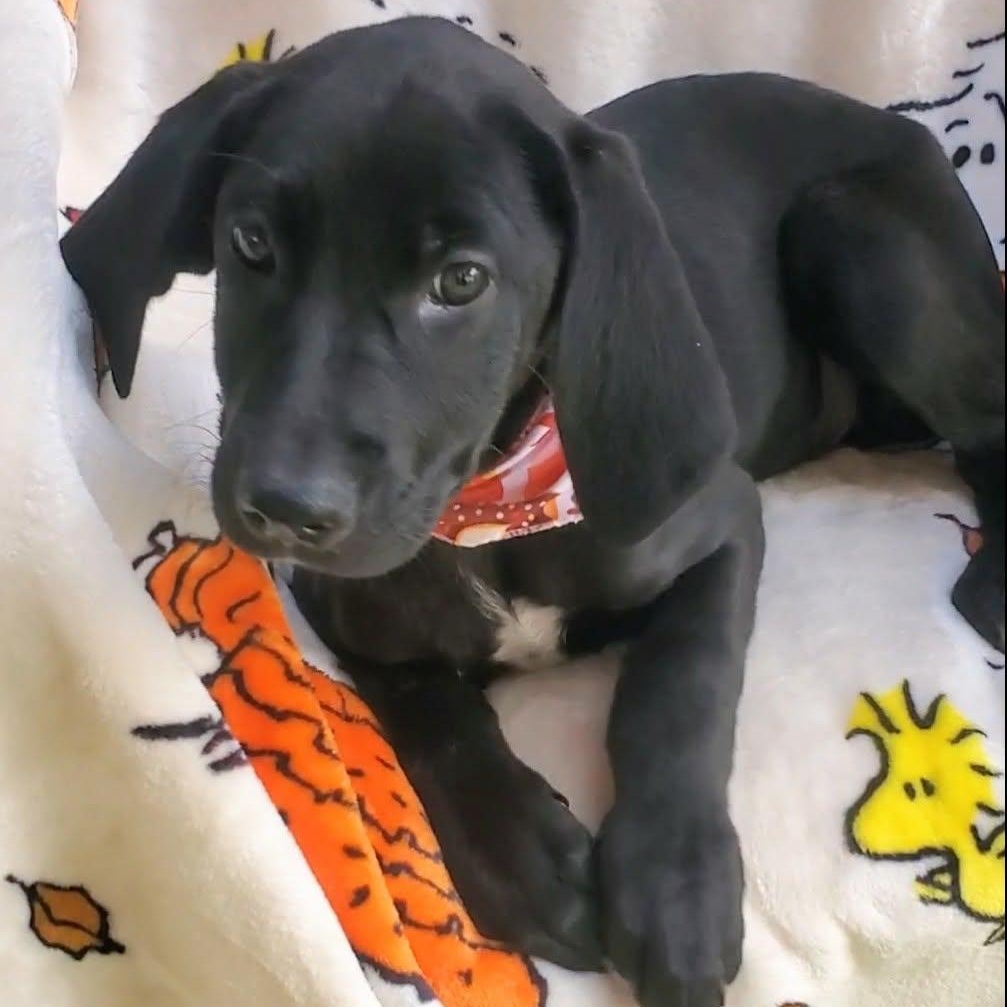 Enlarge Au Gratin, an adopted mixed breed in Woolwich, ME image 5/5