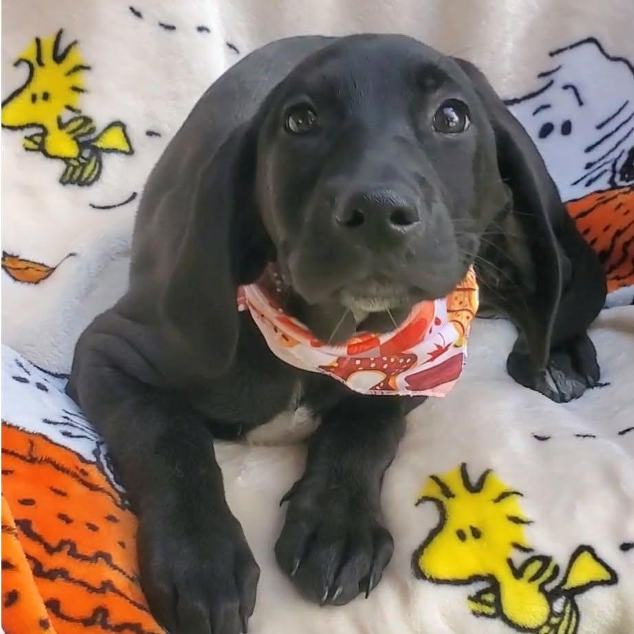 Enlarge Au Gratin, an adopted mixed breed in Woolwich, ME image 4/5