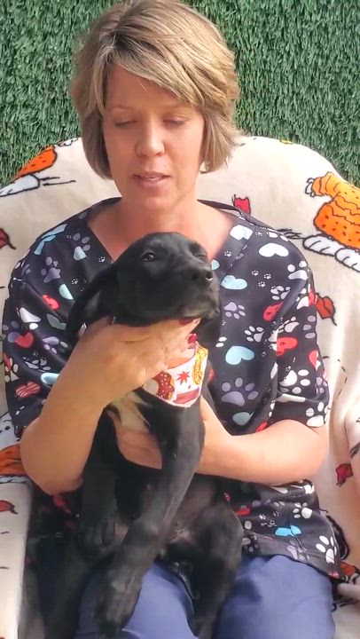 Enlarge Au Gratin, an adopted mixed breed in Woolwich, ME video 2/5