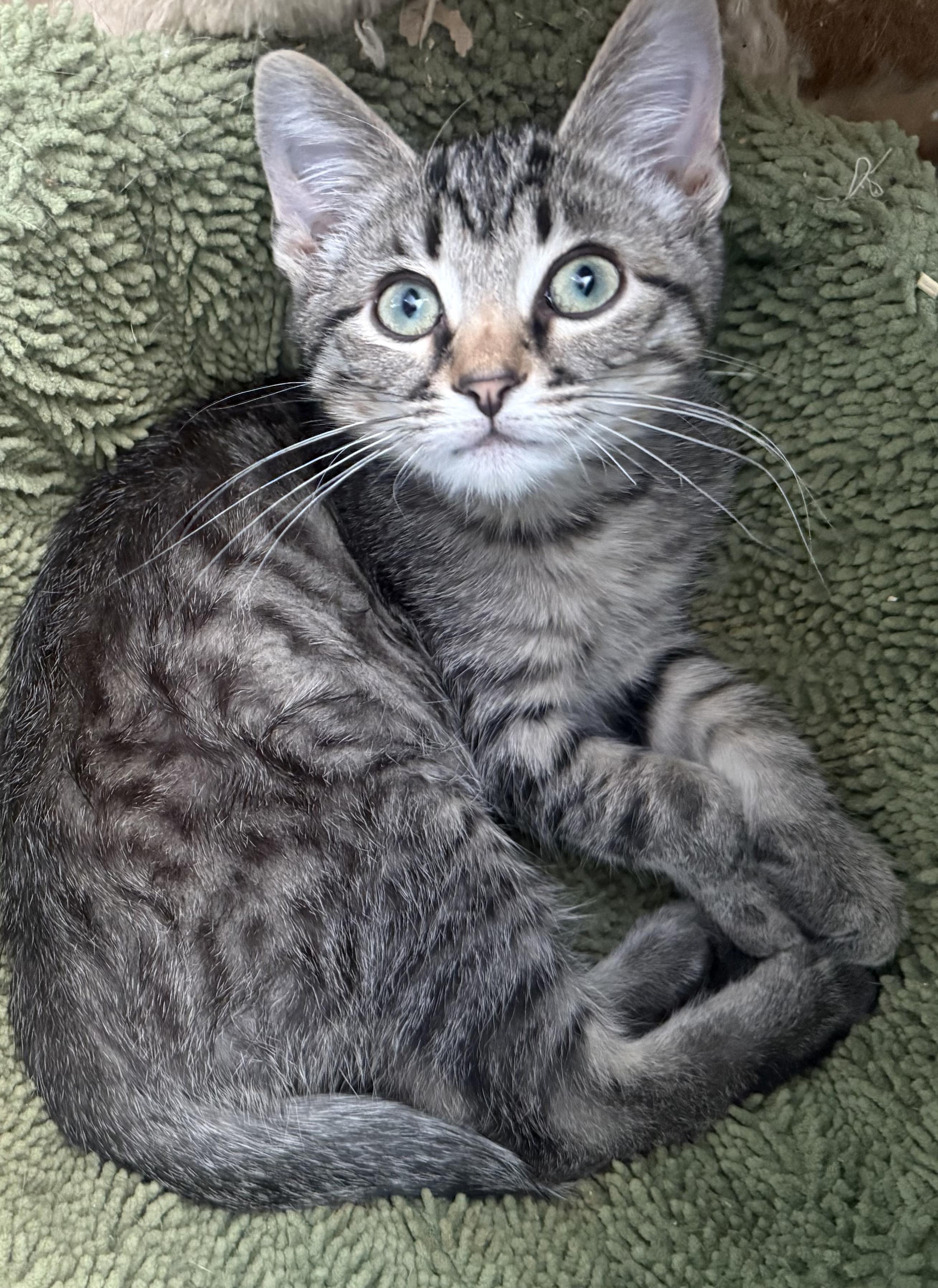 Frankie, adopted, Kitten Male Domestic Short Hair.