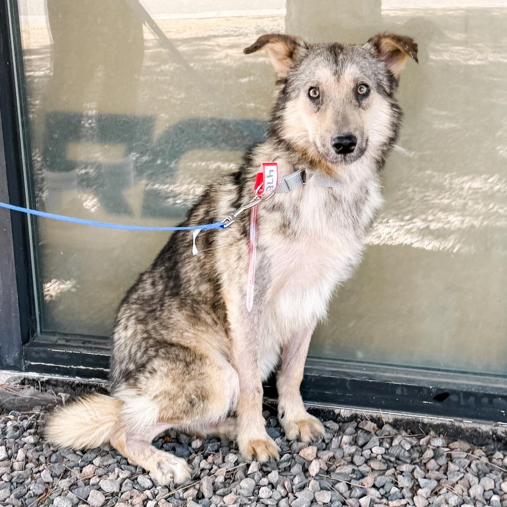 478 (2026) Koda, Adoptable, Adult Male German Shepherd Dog & Mixed Breed.