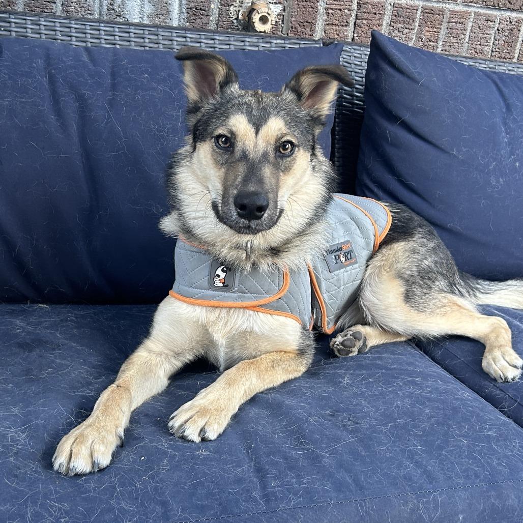 478 (2026) Koda, a Adoptable mixed breed in Parker, CO image 2/6