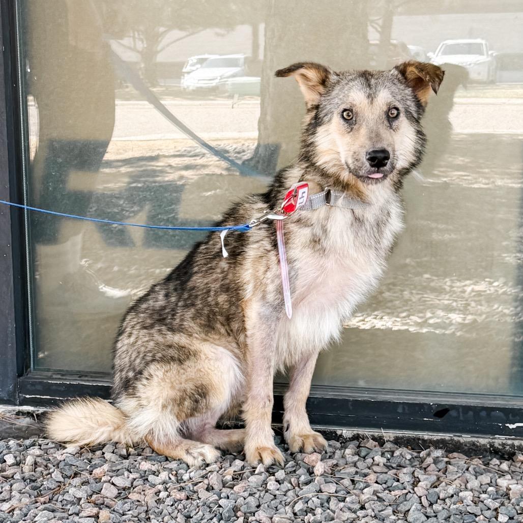 478 (2026) Koda, a Adoptable mixed breed in Parker, CO image 3/6