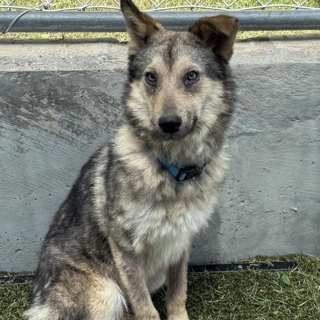 478 (2026) Koda, a Adoptable mixed breed in Parker, CO image 4/6