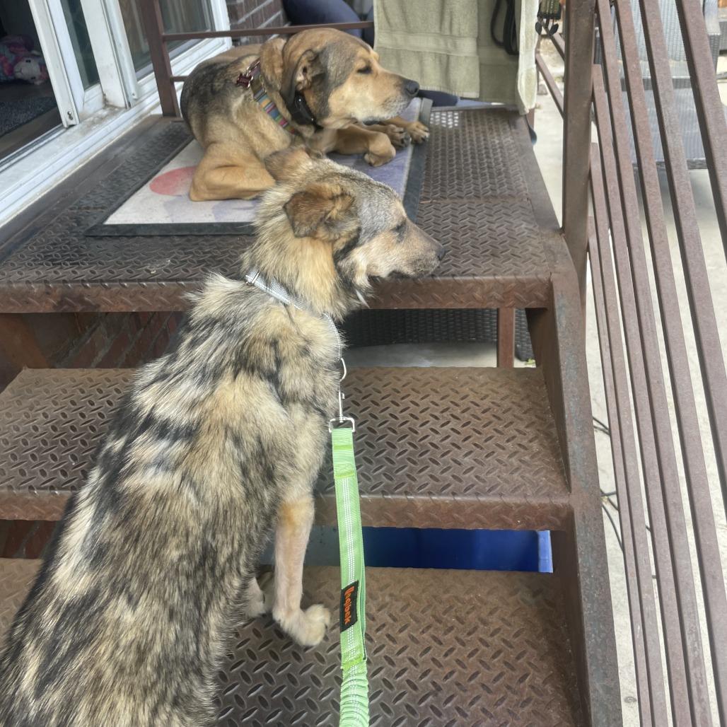 478 (2026) Koda, a Adoptable mixed breed in Parker, CO image 6/6