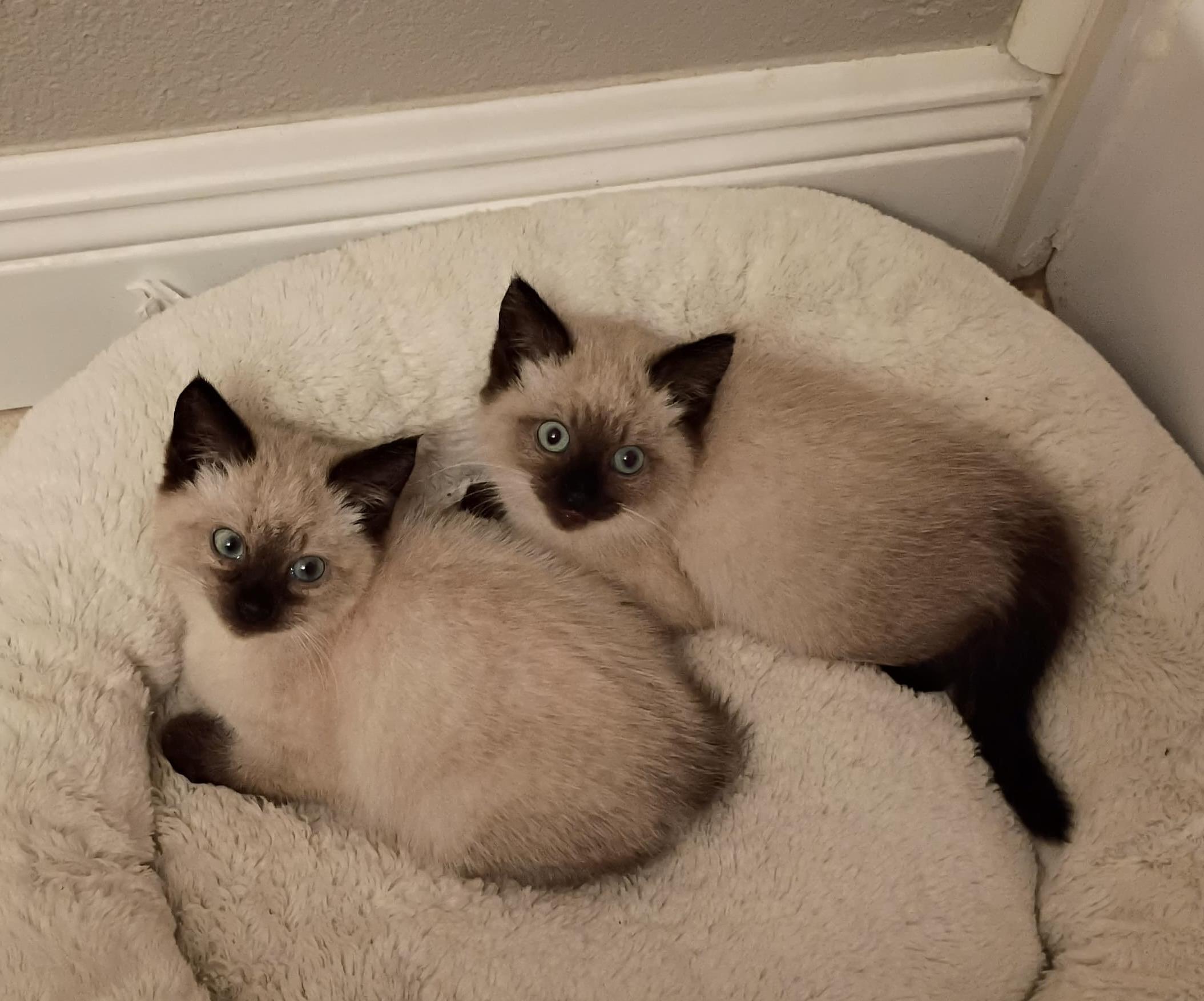 Briar, Adopted, Young Male Siamese.