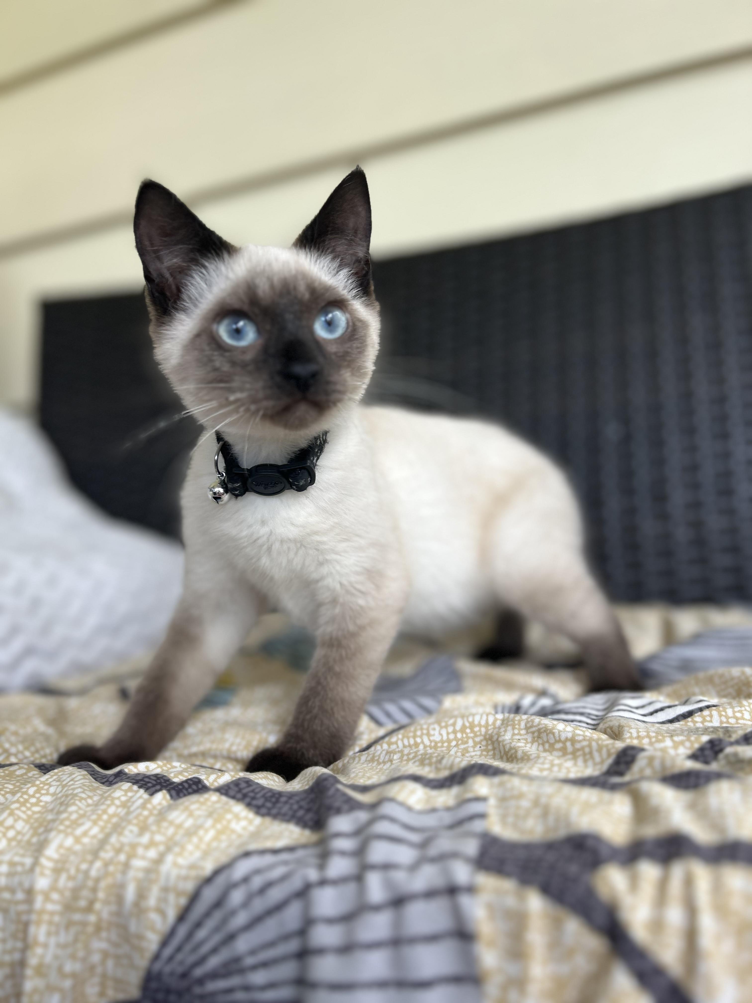 Briar, a Adopted Siamese in St Petersburg, FL image 3/5