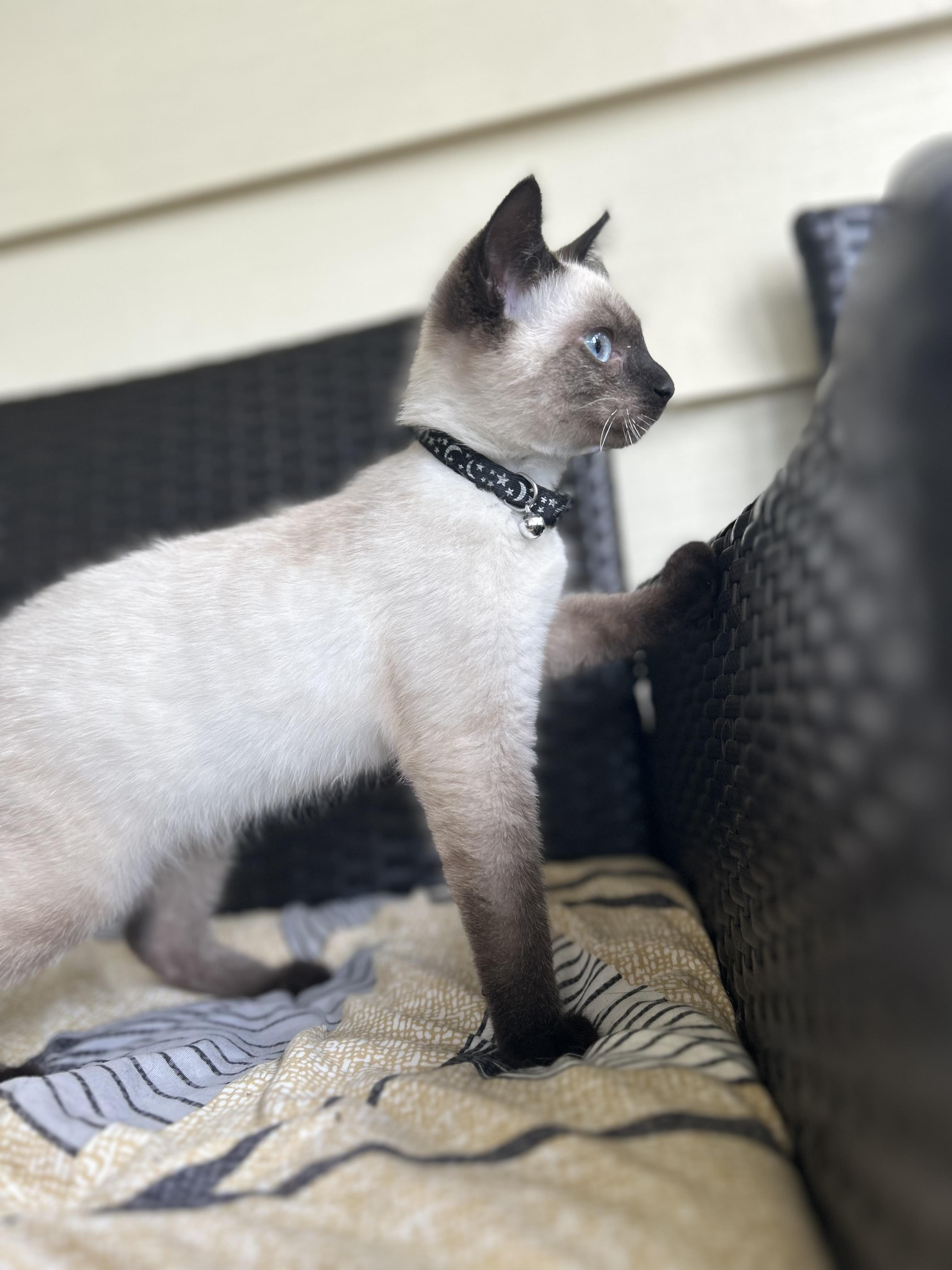 Briar, a Adopted Siamese in St Petersburg, FL image 4/5