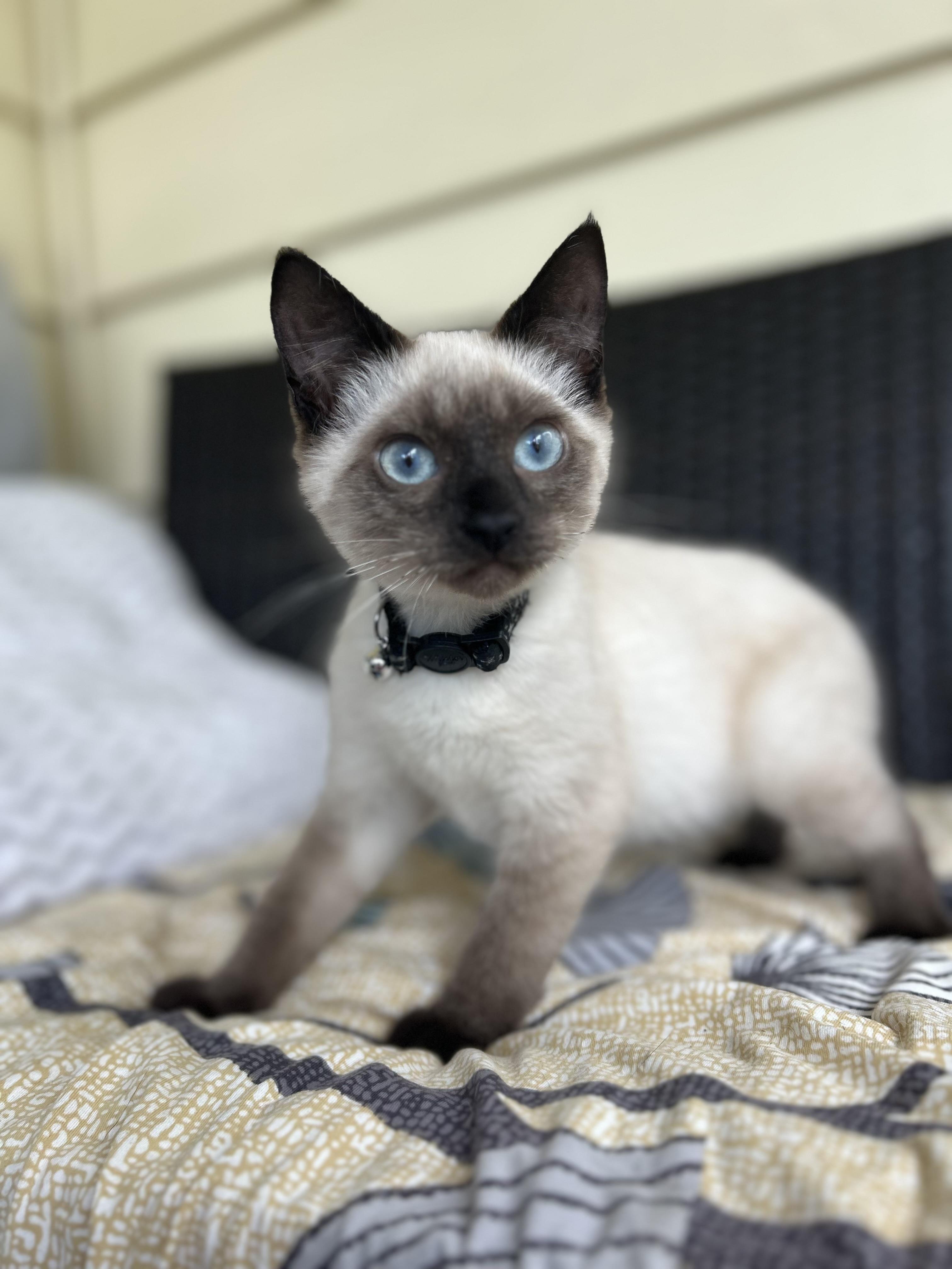 Briar, a Adopted Siamese in St Petersburg, FL image 5/5