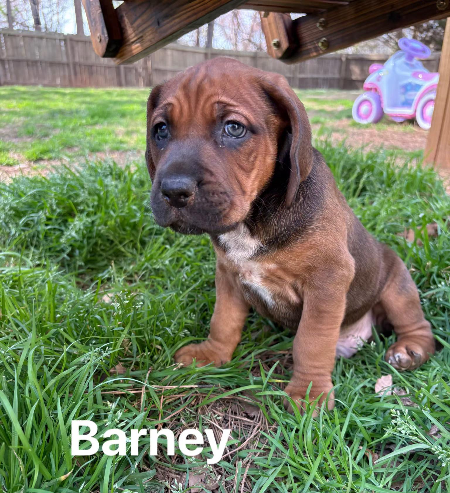 Barney, a Adoptable mixed breed in Pelzer, SC image 1/2