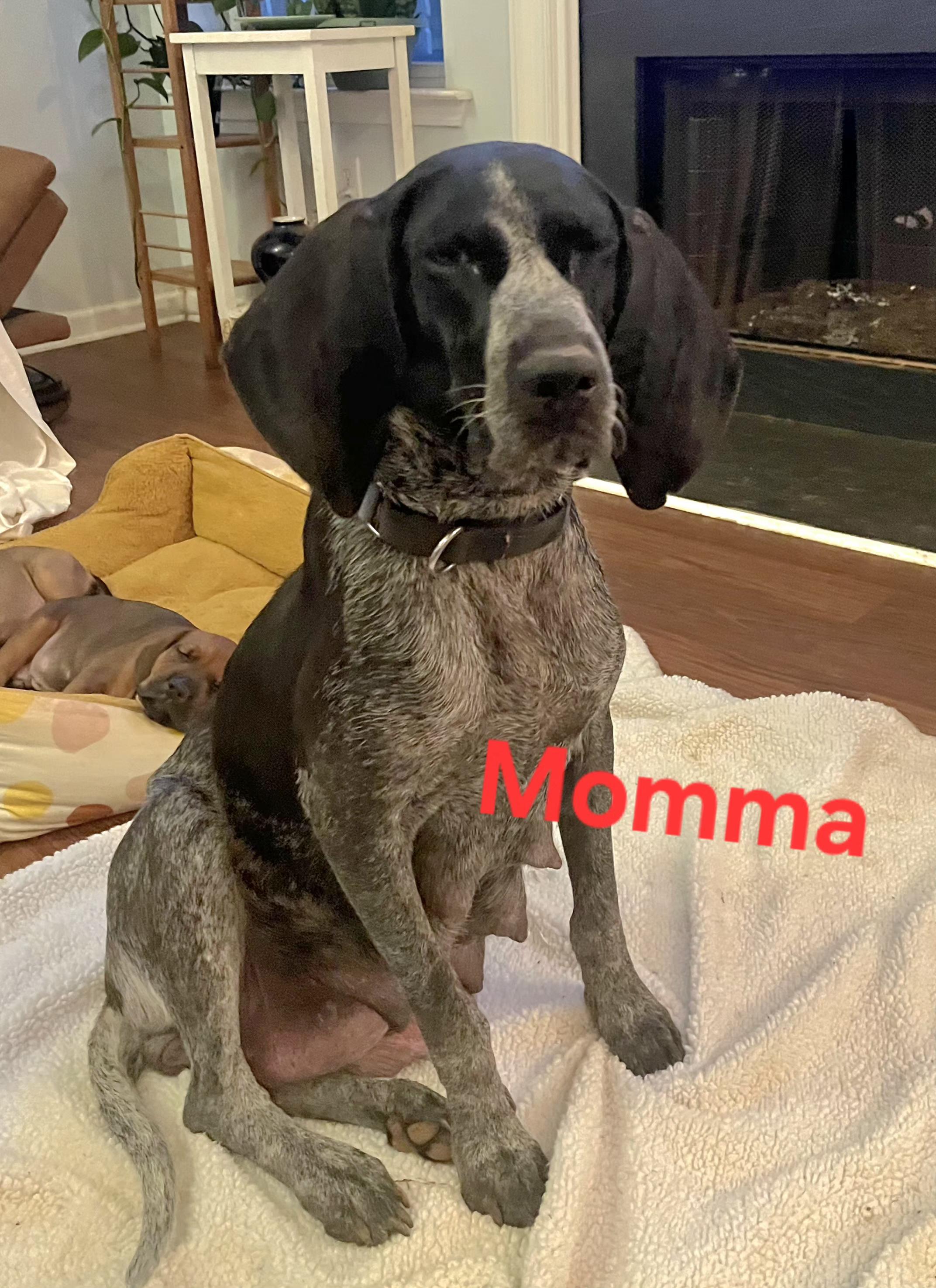 Barney, a Adoptable mixed breed in Pelzer, SC image 2/2