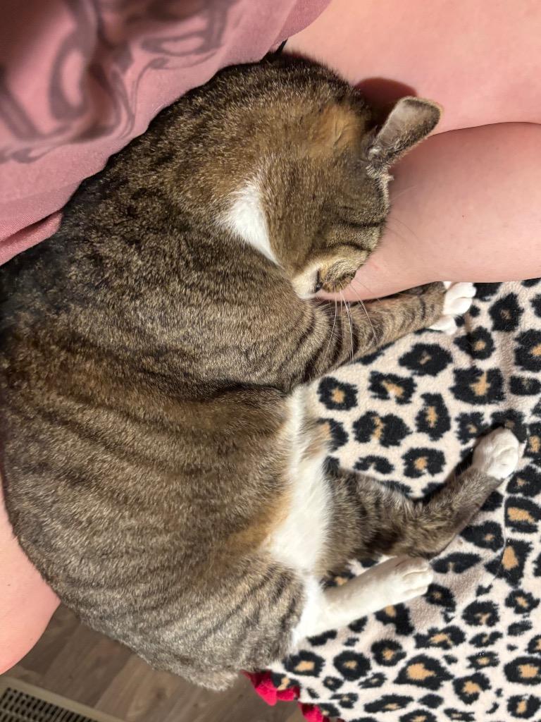 Archie, Adoptable, Senior Male Domestic Short Hair.