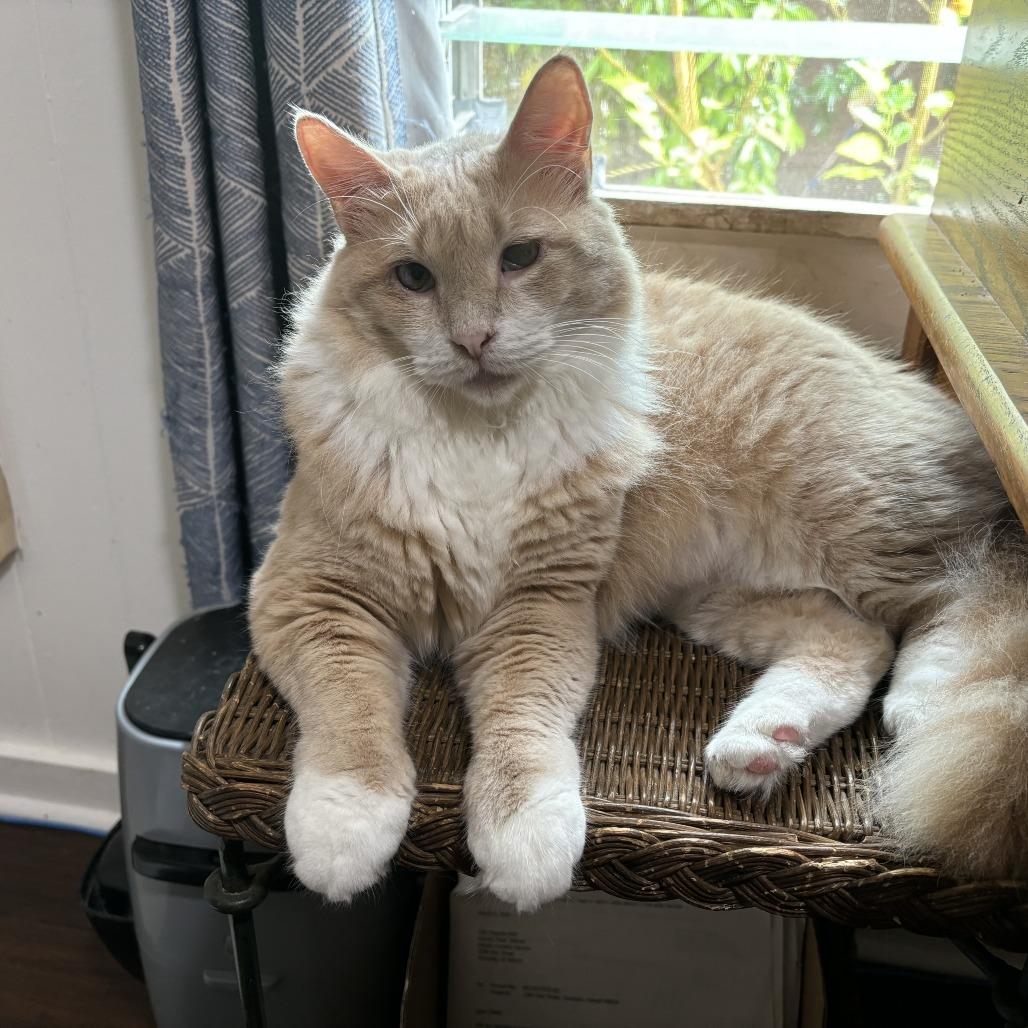 Enlarge Aslan, a Adoptable Domestic Long Hair in Wahiawa, HI image 1/1