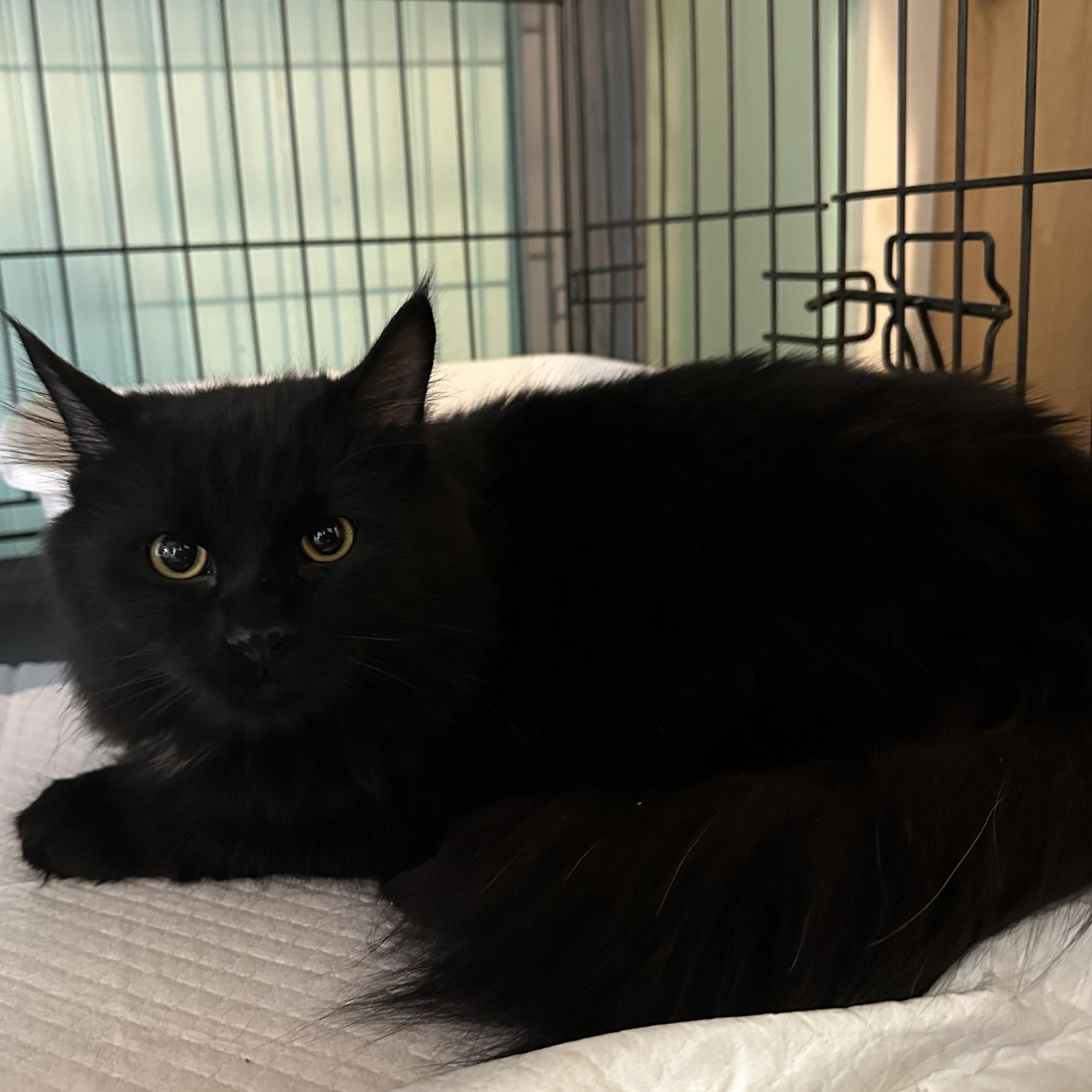 Axle, Adoptable, Young Female Domestic Long Hair.