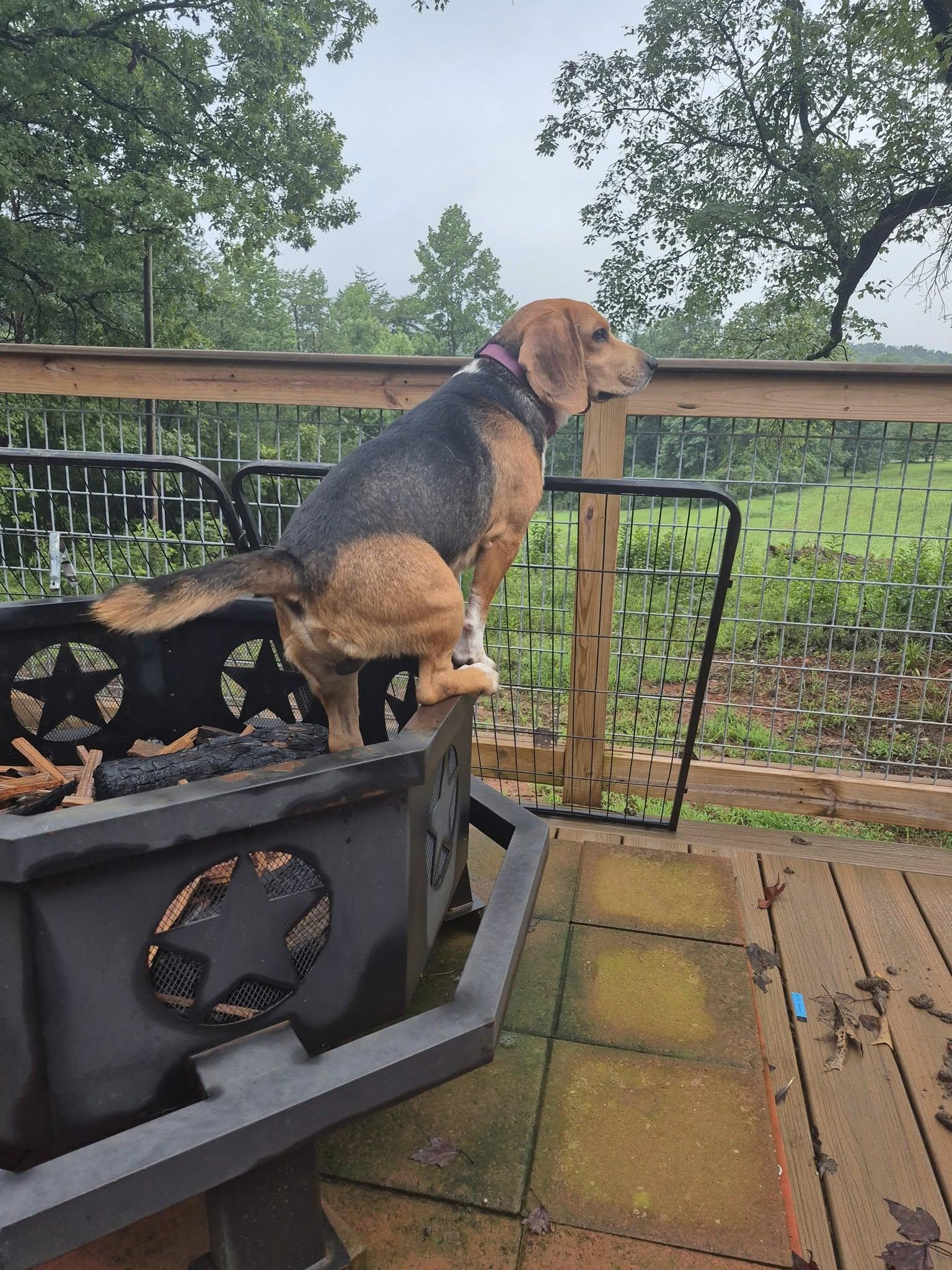 Enlarge Nacho, a Adoptable Beagle in Rutherfordton, NC image 1/2