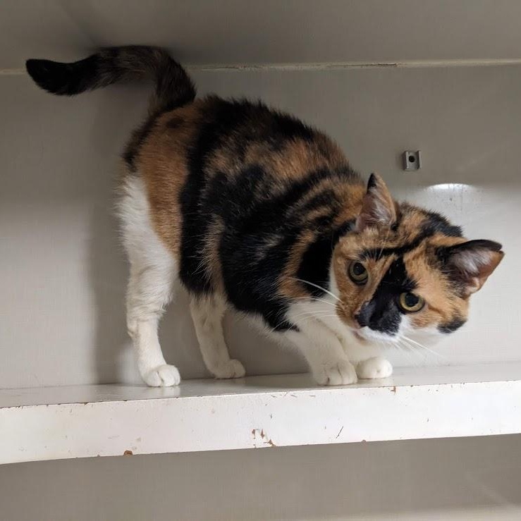 Callie Hopper, an adopted Calico in Shippenville, PA image 4/4