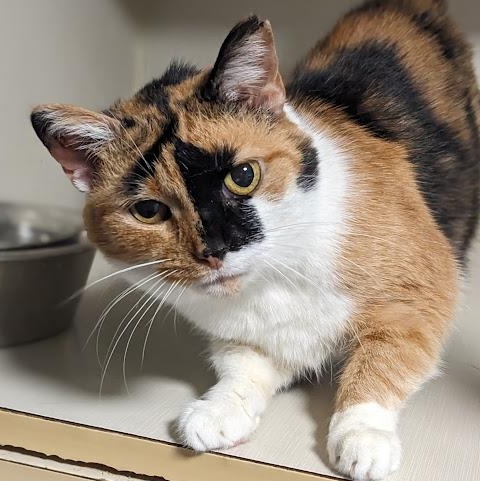Callie Hopper, an adopted Calico in Shippenville, PA image 1/4