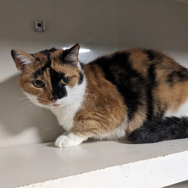 Callie Hopper, an adopted Calico in Shippenville, PA image 2/4