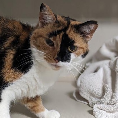 Callie Hopper, an adopted Calico in Shippenville, PA image 3/4