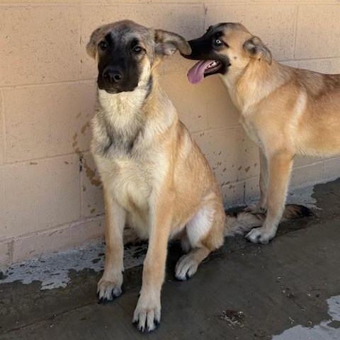 LUISA, Adopted, Young Female Belgian Shepherd / Malinois.