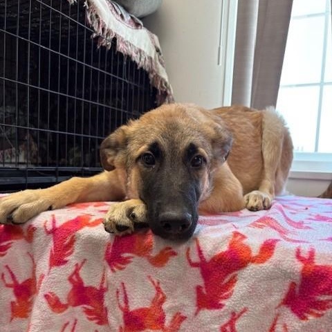 Enlarge LUISA, a Adopted Belgian Shepherd / Malinois in Delano, CA image 2/3