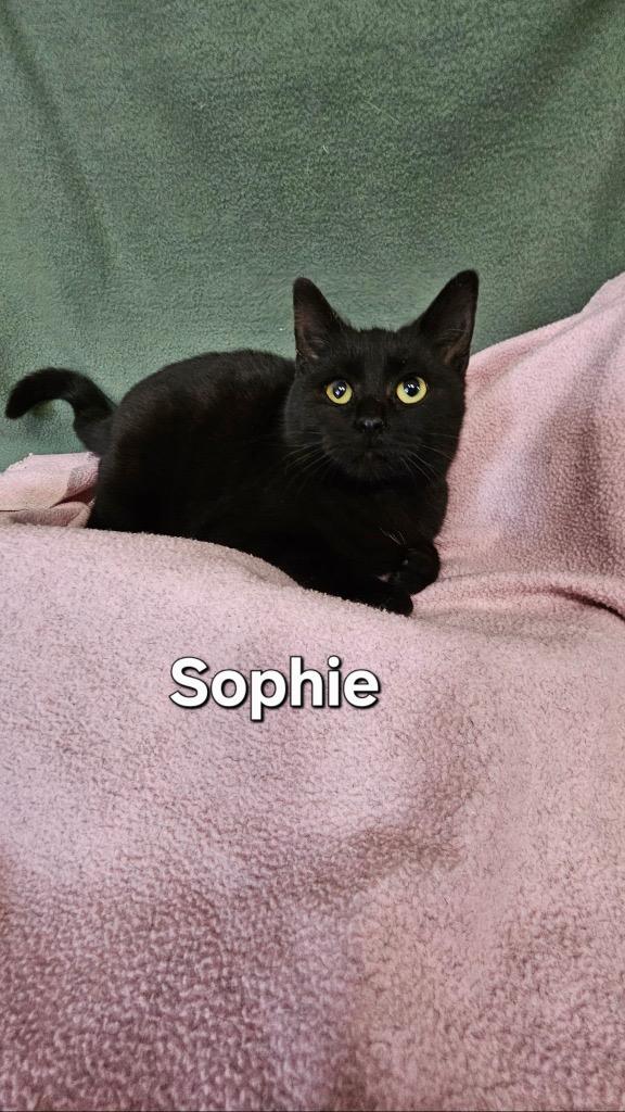 Sophie, Adoptable, Young Female Domestic Short Hair.