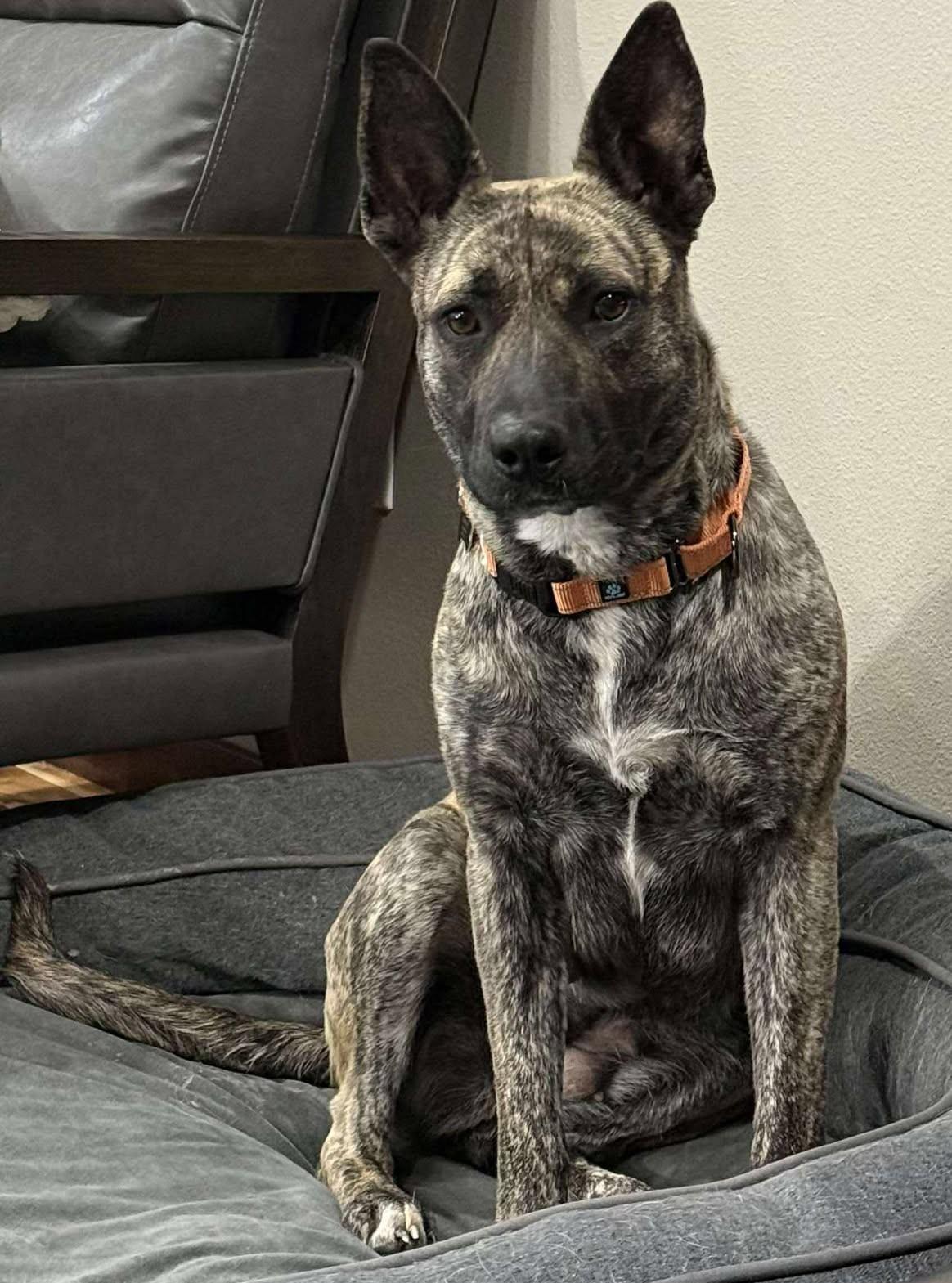 Wren, Adoptable, Adult Female Cattle Dog.