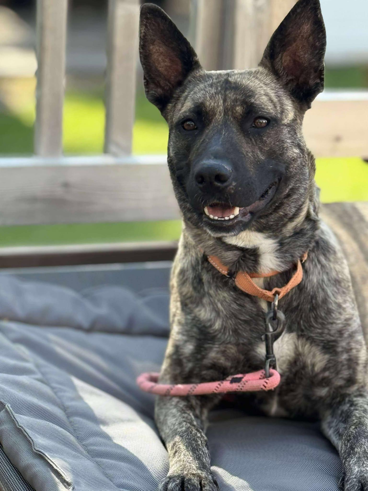 Enlarge Wren, a Adoptable mixed breed in Grand Forks, ND image 2/2