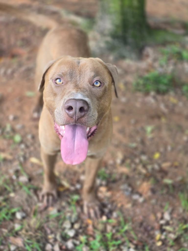Tank in foster, Adoptable, Young Male Mixed Breed.