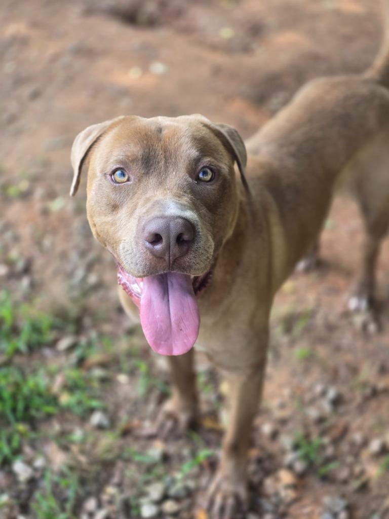 Tank in foster, a Adoptable Mixed Breed in Danielsville, GA image 2/6