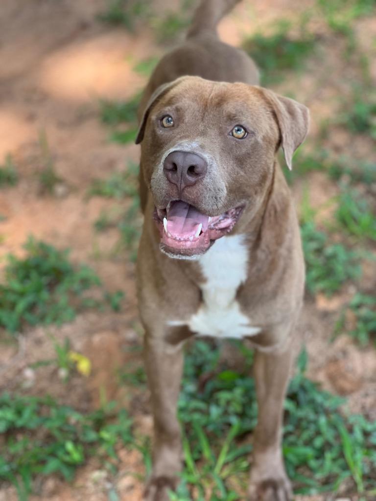 Tank in foster, a Adoptable Mixed Breed in Danielsville, GA image 3/6