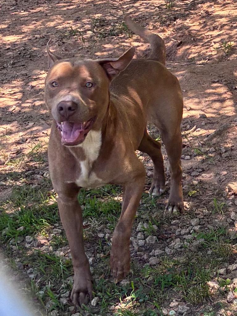 Tank in foster, a Adoptable Mixed Breed in Danielsville, GA image 4/6
