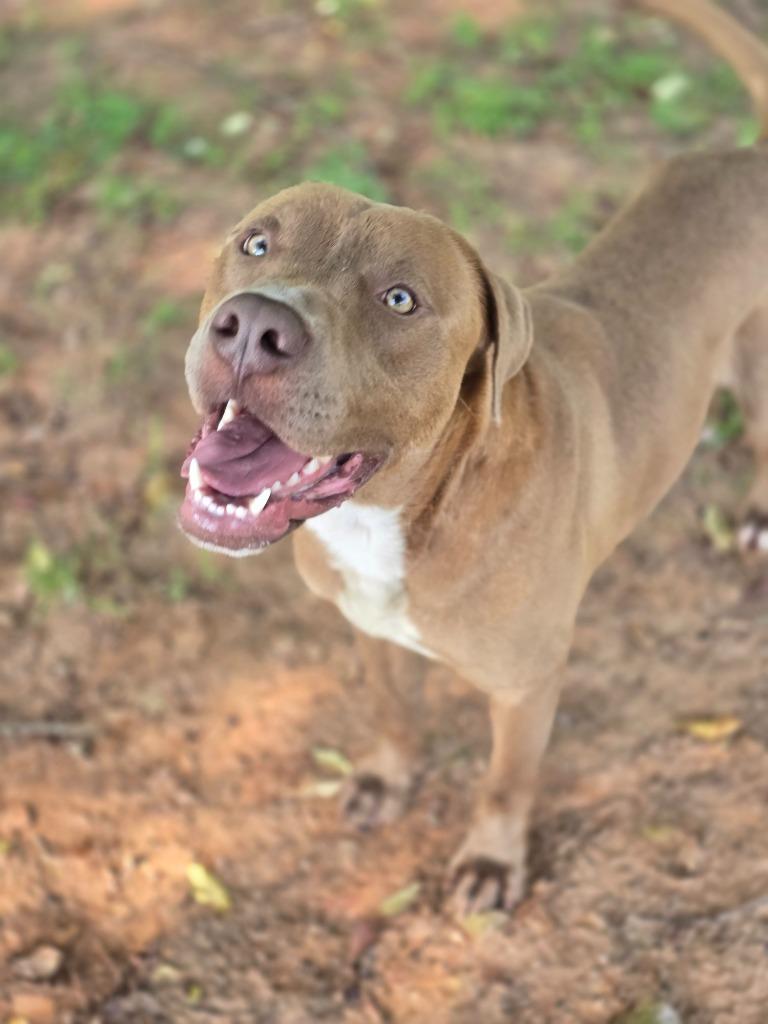 Tank in foster, a Adoptable Mixed Breed in Danielsville, GA image 5/6