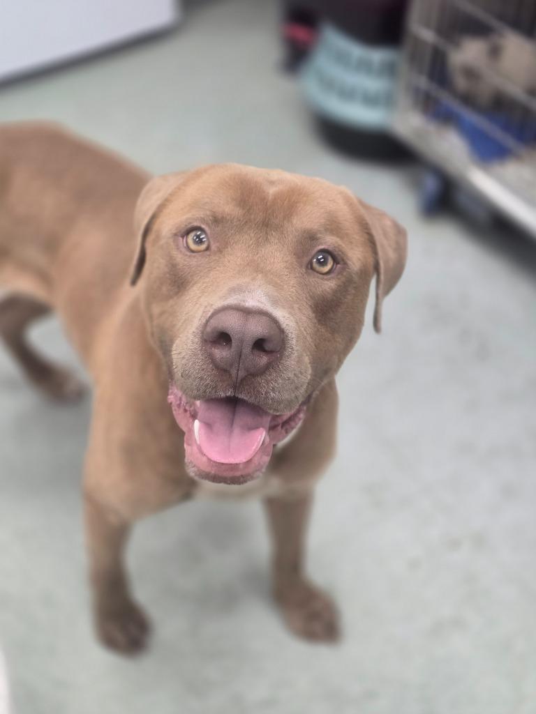 Tank in foster, a Adoptable Mixed Breed in Danielsville, GA image 6/6