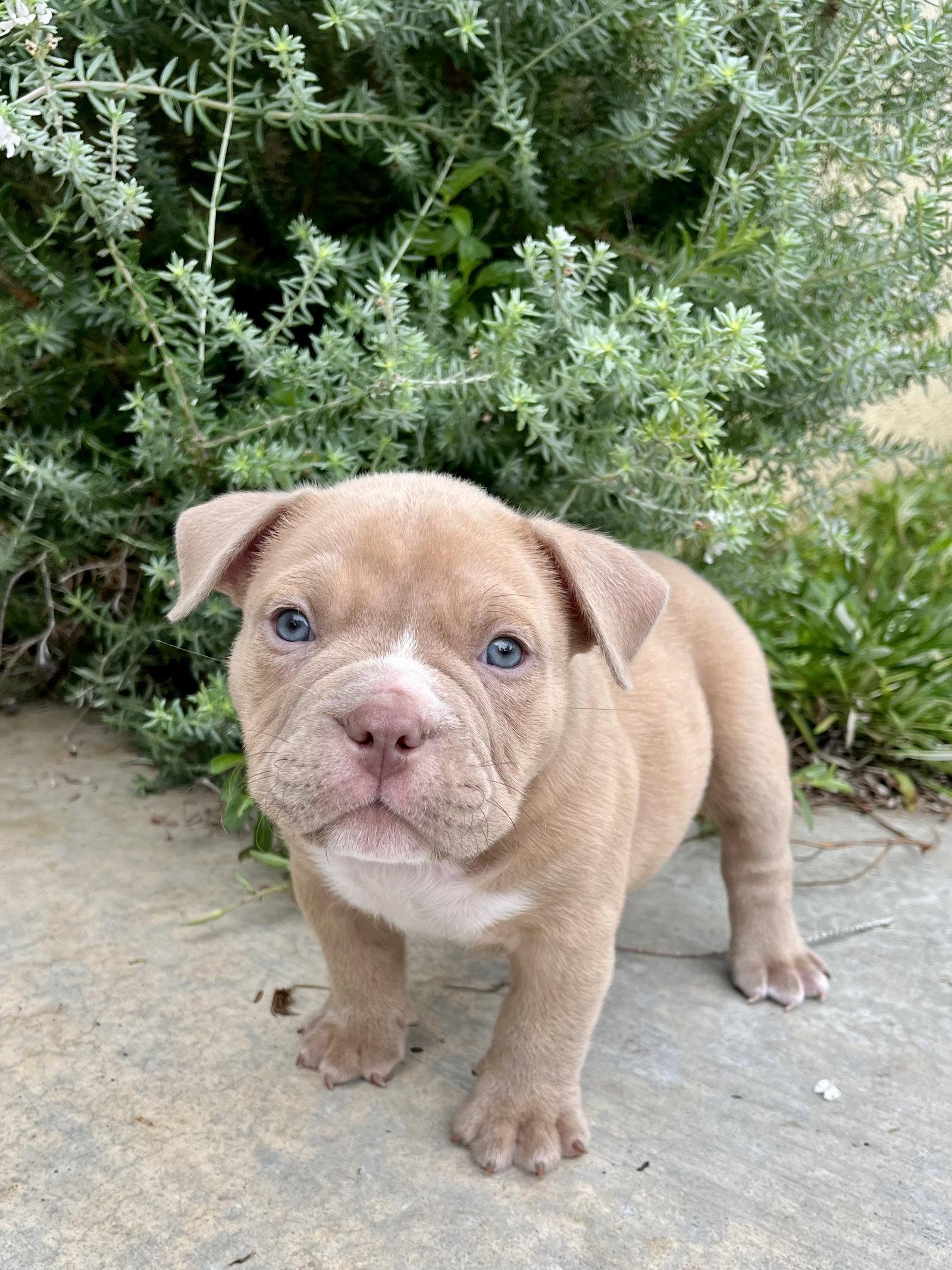 Enlarge Moss, a Adoptable mixed breed in Orange, CA image 1/1