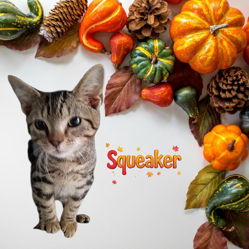 Squeaker, Adoptable, Kitten Male Domestic Short Hair.