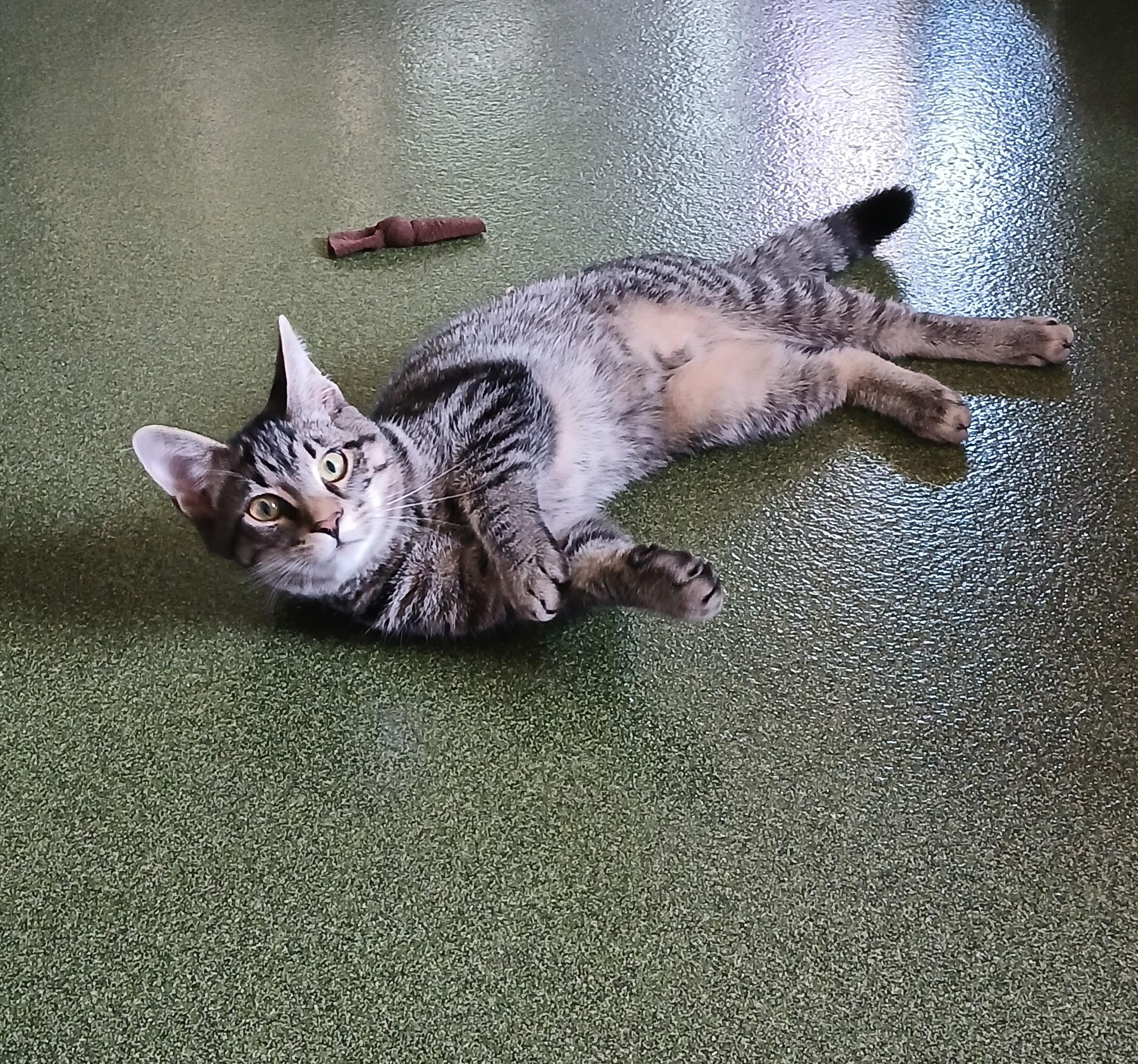 Em & Hayes, a Adoptable Domestic Short Hair in Seneca, PA image 1/6