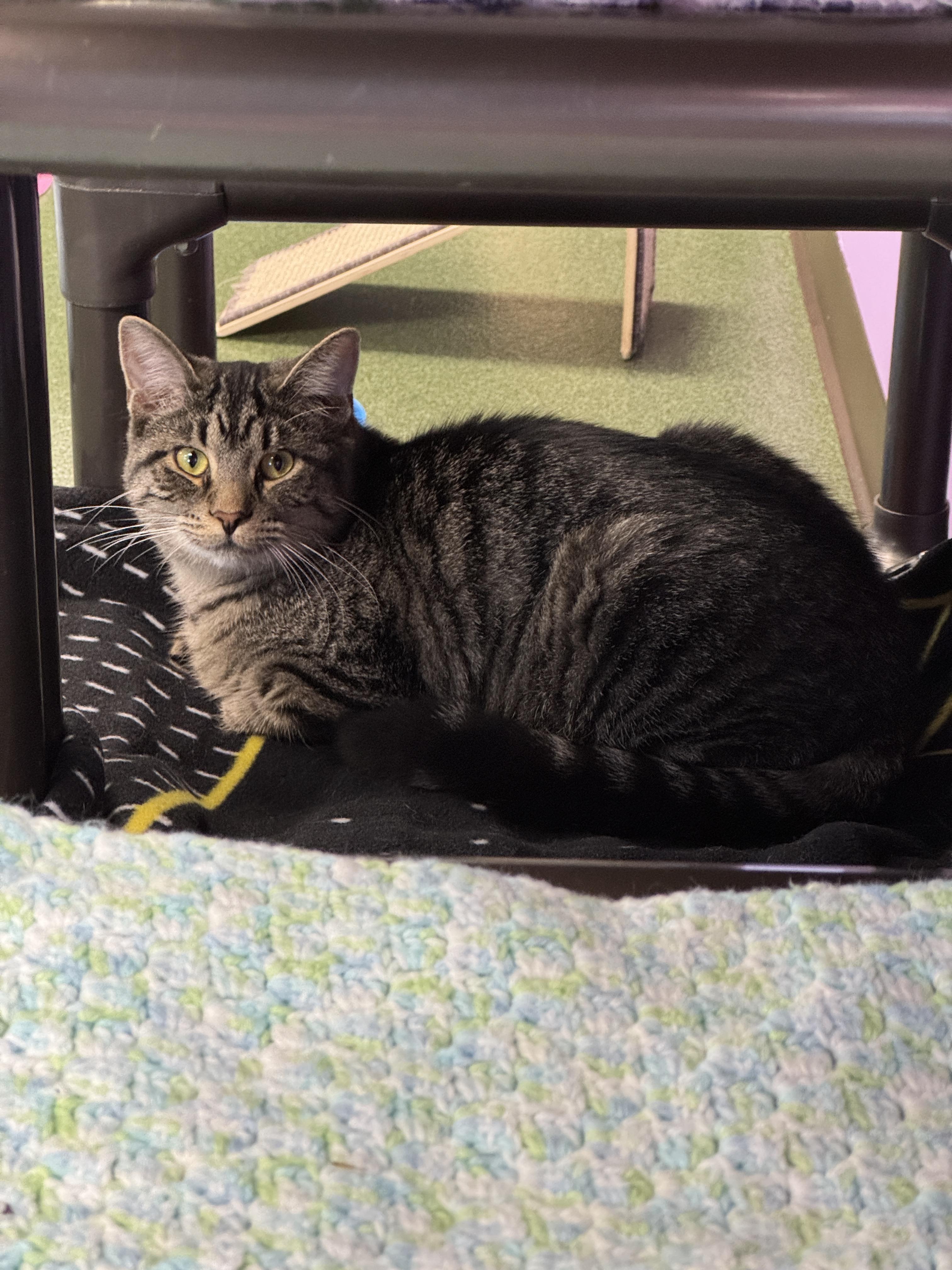 Em & Hayes, a Adoptable Domestic Short Hair in Seneca, PA image 3/6