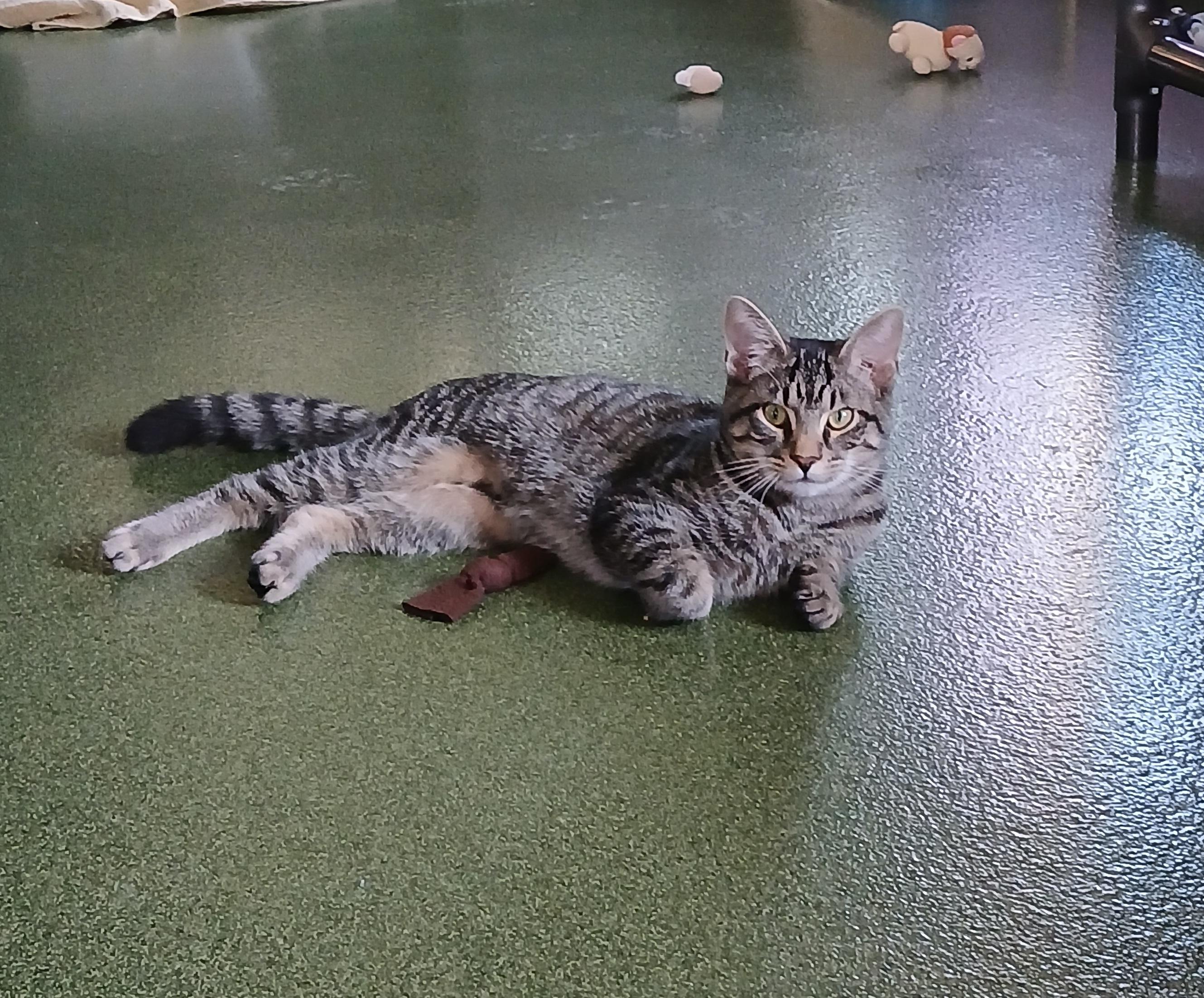 Em & Hayes, a Adoptable Domestic Short Hair in Seneca, PA image 4/6