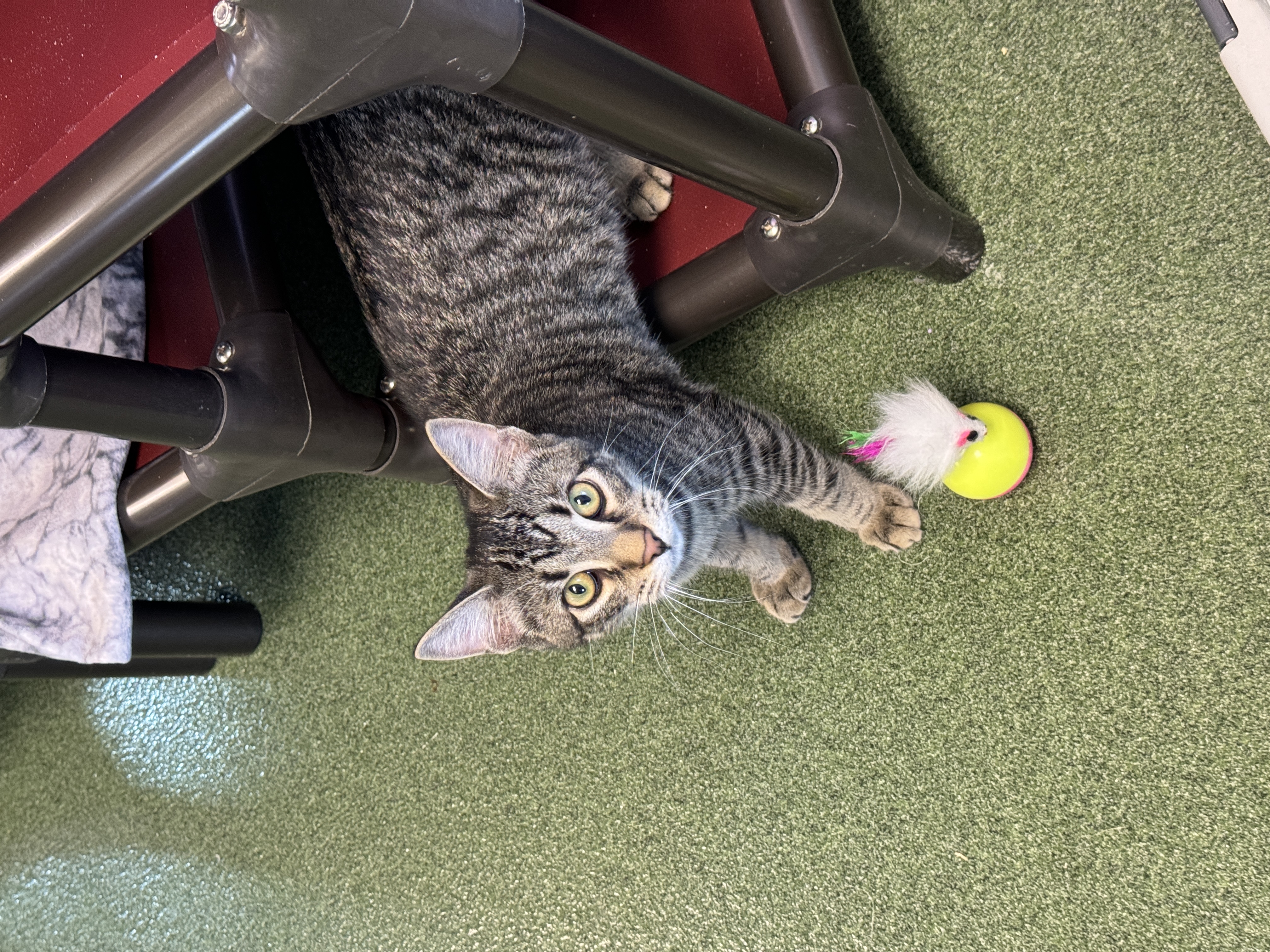 Em & Hayes, a Adoptable Domestic Short Hair in Seneca, PA image 6/6