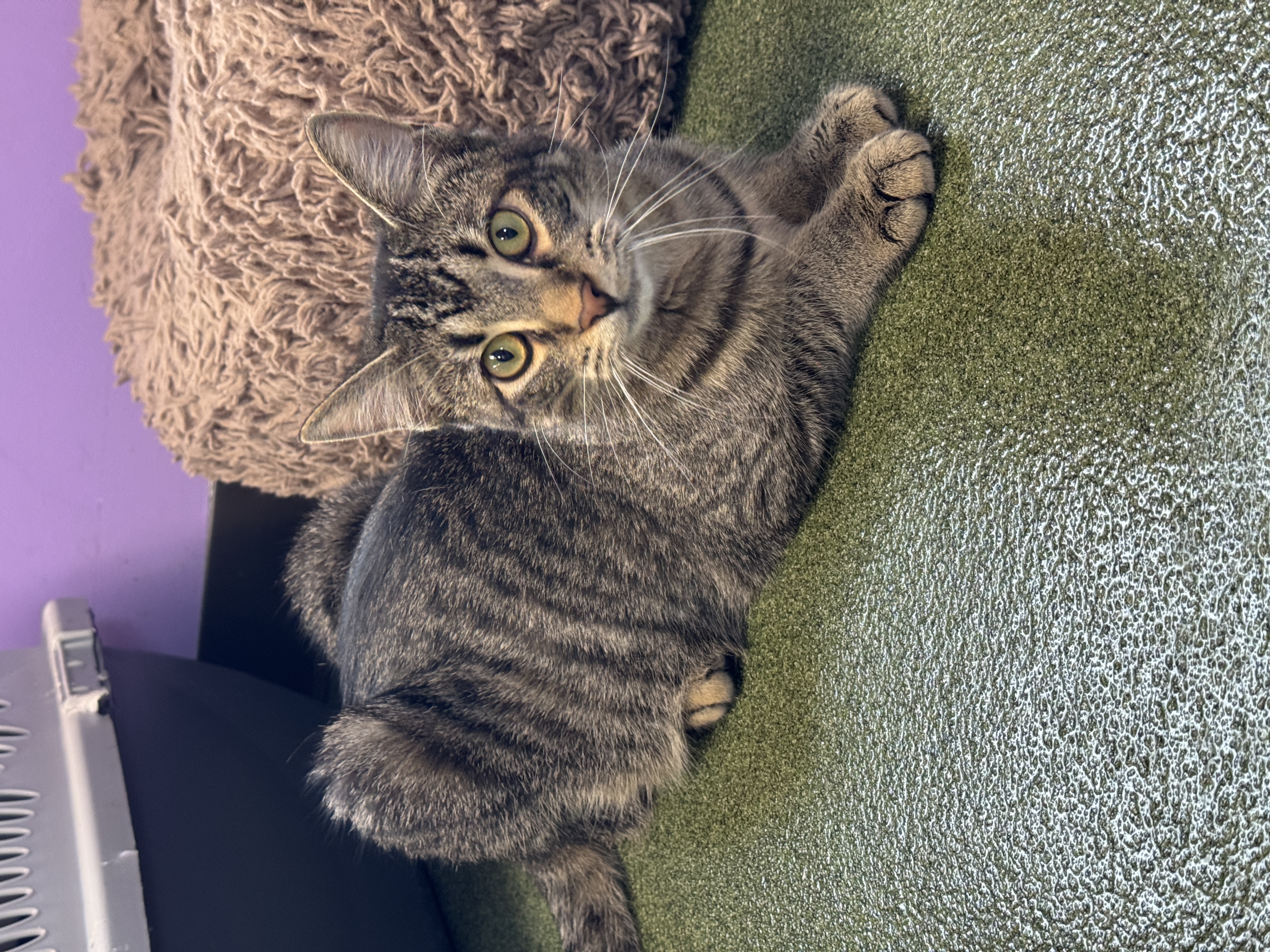 Em & Hayes, a Adoptable Domestic Short Hair in Seneca, PA image 5/6