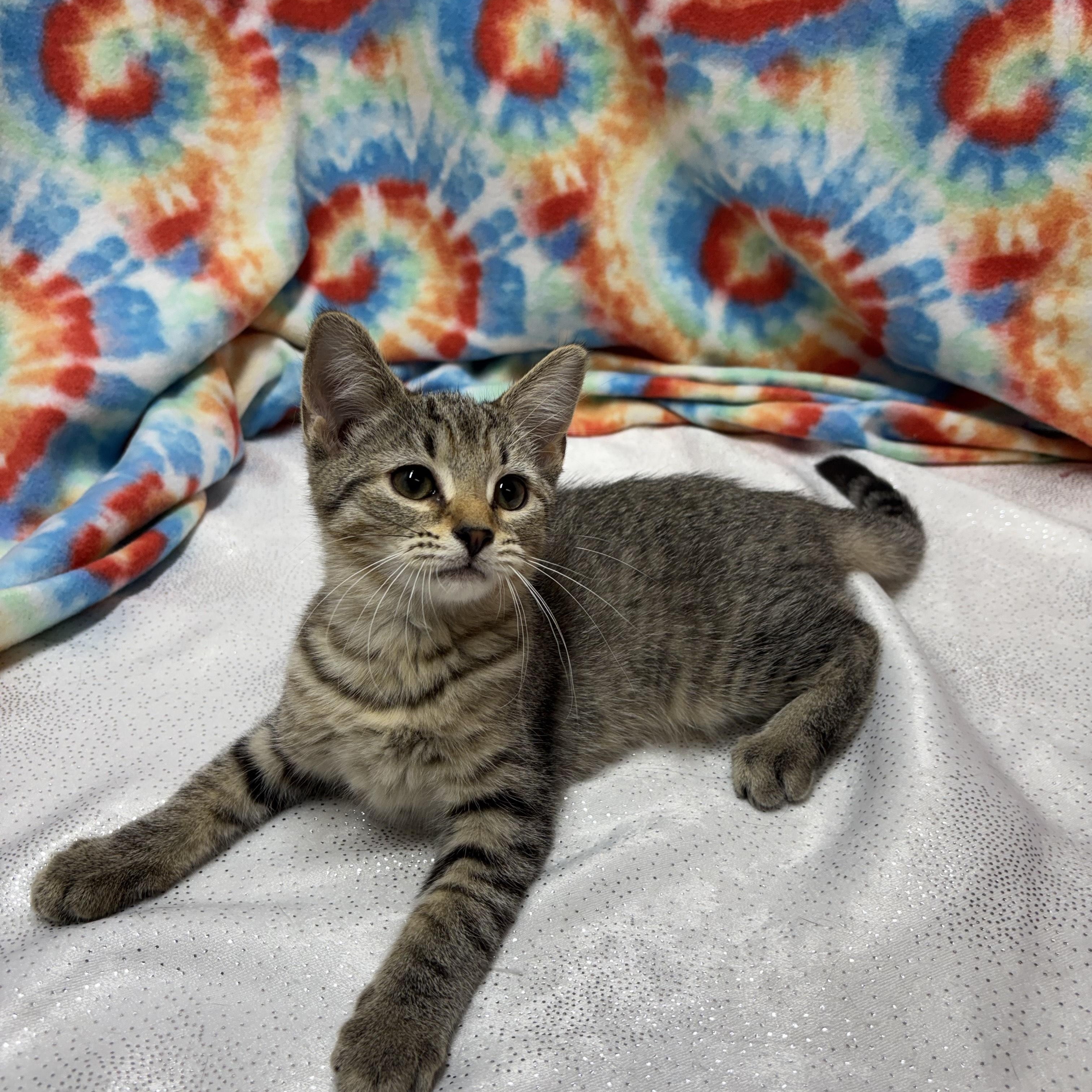 Barrel, Young Female Domestic Short Hair