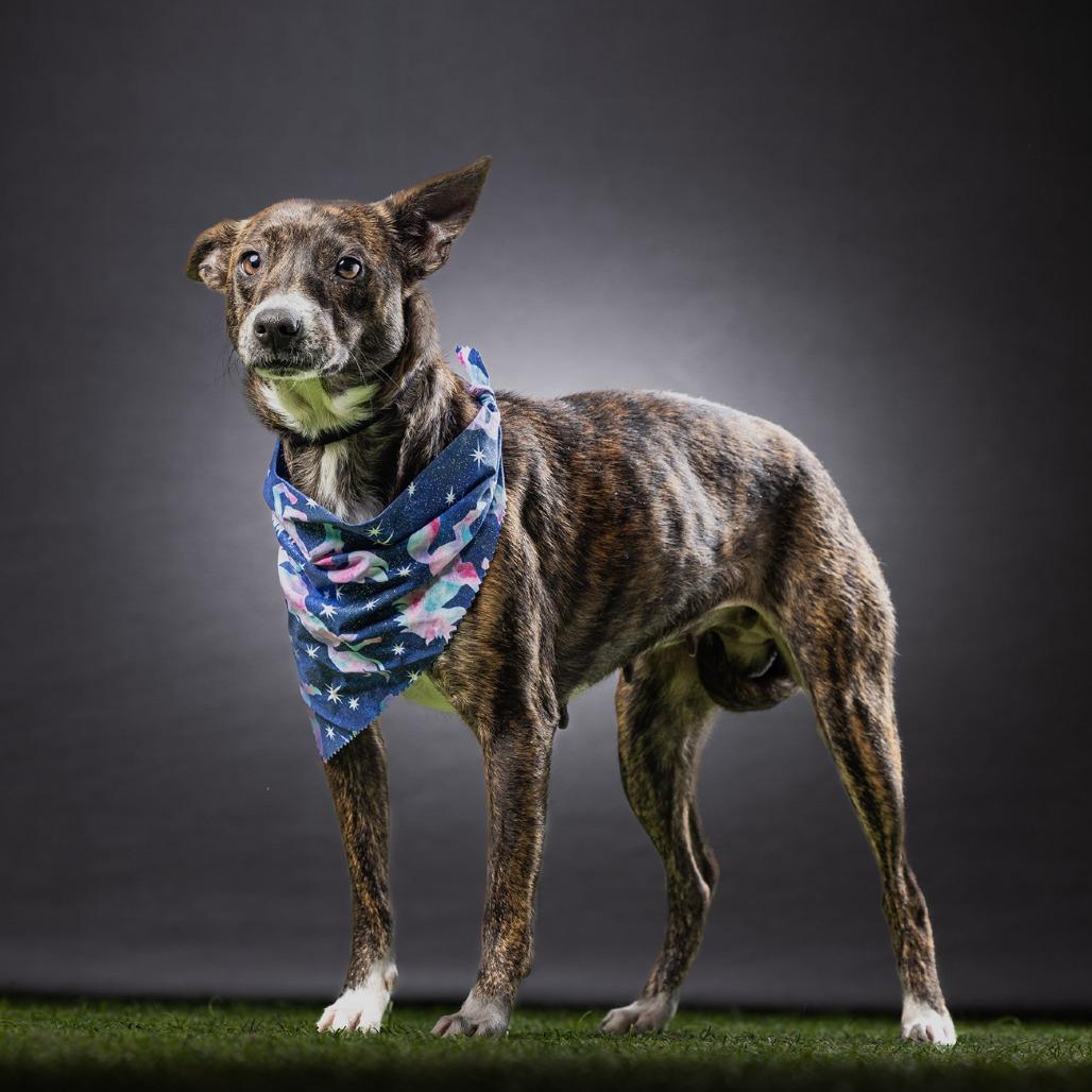 Allie, Adoptable, Adult Female Australian Kelpie.