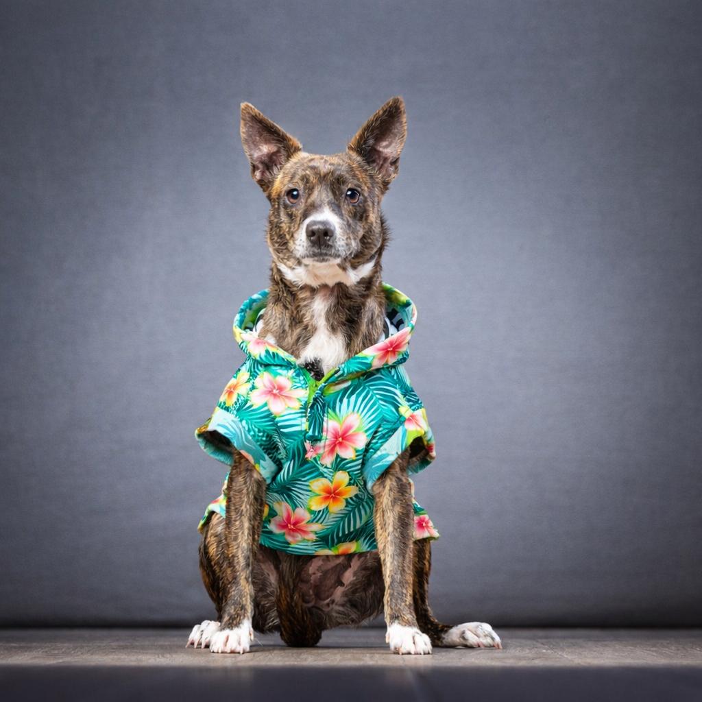 Allie, a Adoptable mixed breed in Jupiter, FL image 2/6