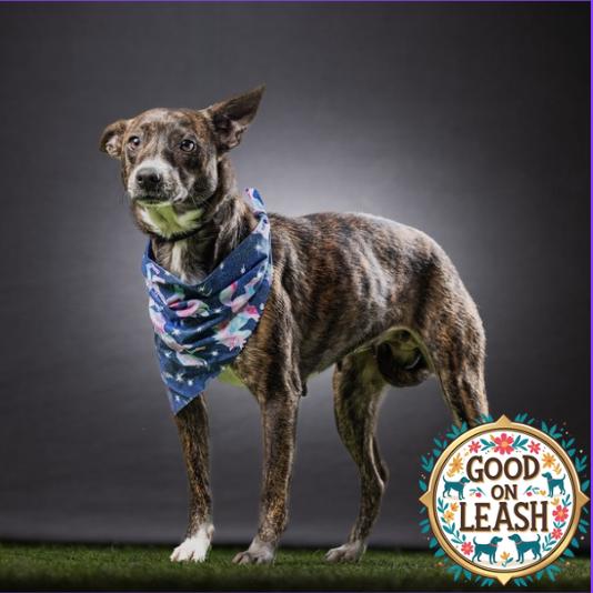 Allie, a Adoptable mixed breed in Jupiter, FL image 3/6