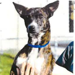 Allie, a Adoptable mixed breed in Jupiter, FL image 4/6