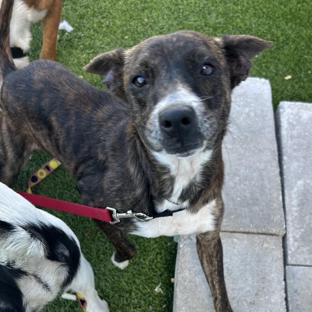 Allie, a Adoptable mixed breed in Jupiter, FL image 5/6