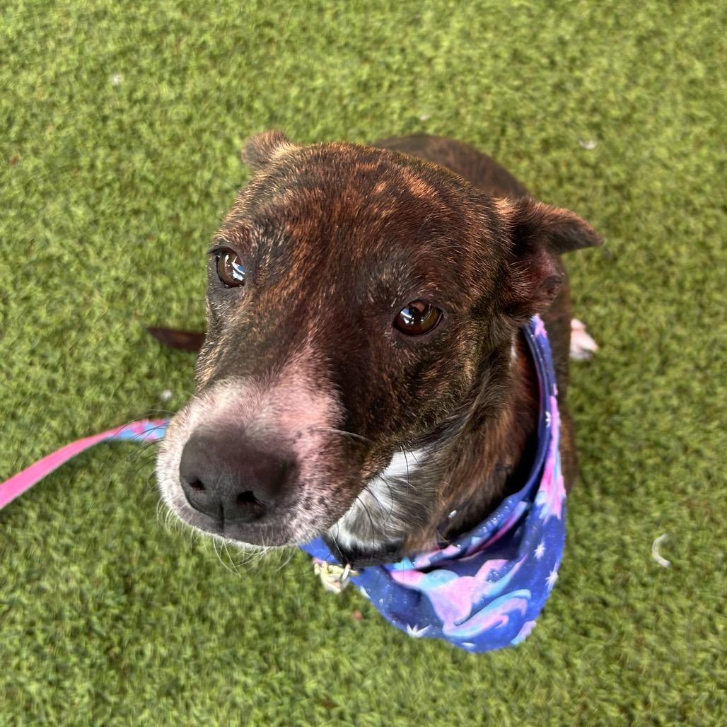 Allie, a Adoptable mixed breed in Jupiter, FL image 6/6