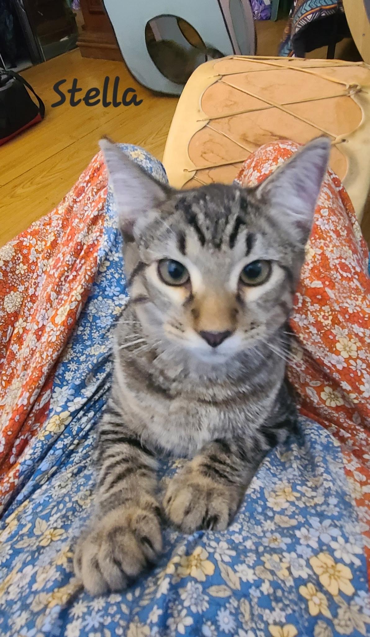 Stella, Adoptable, Young Female Domestic Medium Hair & Tabby.