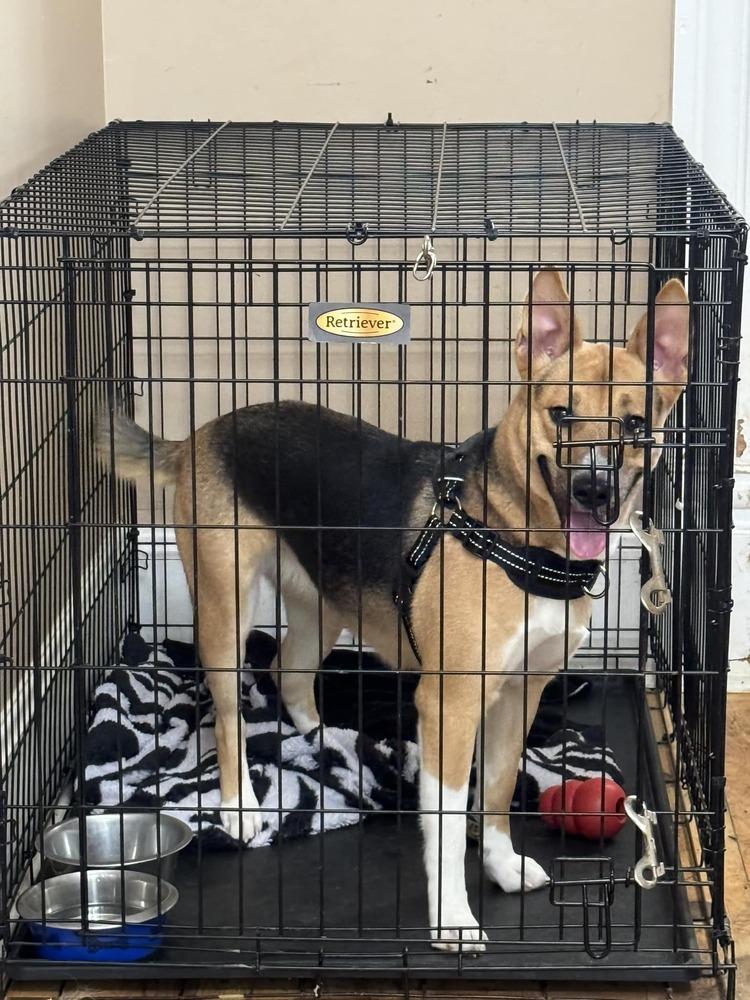 Xena, a Adoptable mixed breed in Charlotte, NC image 1/2